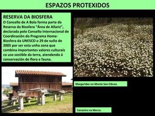 ESPAZOS PROTEXIDOS
RESERVA DA BIOSFERA
O Concello de A Bola forma parte da
Reserva da Biosfera “Área de Allariz”,
declarada polo Consello Internacional de
Coordinación do Programa Home-
Biosfera da UNESCO o 29 de xuño de
2005 por ser esta unha zona que
combina importantes valores culturais
co uso sostible da terra, atendendo á
conservación de flora e fauna.
Canastro na Merca.
Margaridas no Monte San Cibrao.
 