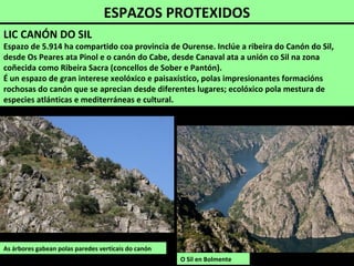 Castiñeiro (Castanea sativa)
-Souto de Valguaire (Sober)
-Lobios Sober
-AIRS Sober
-Vilariño (Pinol)
Souto de Valguaire (Sober). Atópase no camiño de Doade ao mirador do Castelo.
Hai numerosos castiñeiros de grande porte. Os máis grandes teñen 11, 7, 50 e 7,40 m de perímetro.
 