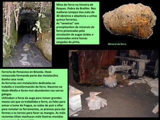 Carballo (Quercus robur)
-Santuario das Cadeiras (Pinol, Sober)
O máis grande mide 4 m de perímetro no toro.
 