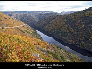 Amieira á beira do rego das Veigas, ao pé do castelo
Monforte
Alcipreste de California (Cupressus macrocarpa).
A Raíña, Bóveda, na estrada de Bóveda a Taboada, no
alto da serra das Penas. Mide 5,20 m de perímetro.
 