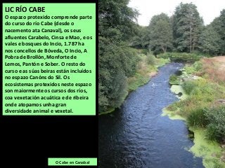 LIC RÍO CABE
O espazo protexido comprende parte
do curso do río Cabe (desde o
nacemento ata Canaval), os seus
afluentes Carabelo, Cinsa e Mao, e os
vales e bosques do Incio, 1.787 ha
nos concellos de Bóveda, O Incio, A
Pobra de Brollón, Monforte de
Lemos, Pantón e Sober. O resto do
curso e as súas beiras están incluídos
no espazo Canóns do Sil. Os
ecosistemas protexidos neste espazo
son maiormente os cursos dos ríos,
coa vexetación acuática e de ribeira
onde atopamos unha gran
diversidade animal e vexetal.
O Cabe en Canabal
 