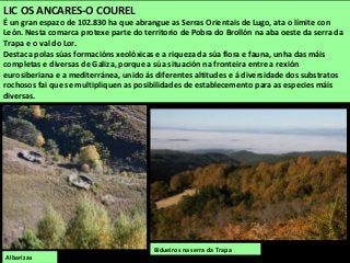 Albarizas
LIC OS ANCARES-O COUREL
É un gran espazo de 102.830 ha que abrangue as Serras Orientais de Lugo, ata o límite con
León. Nesta comarca protexe parte do territorio de Pobra do Brollón na aba oeste da serra da
Trapa e o val do Lor.
Destaca polas súas formacións xeolóxicas e a riqueza da súa flora e fauna, unha das máis
completas e diversas de Galiza, porque a súa situación na fronteira entre a rexión
eurosiberiana e a mediterránea, unido ás diferentes altitudes e á diversidade dos substratos
rochosos fai que se multipliquen as posibilidades de establecemento para as especies máis
diversas.
Bidueiros na serra da Trapa
 