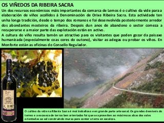 O cultivo da vide na Ribeira Sacra é moi traballoso e en grande parte artesanal. Os grandes desniveis do
terreo e a escaseza de terras ben orientadas fai que se aproveiten ao máximo as abas dos vales
orientadas ao sol construíndo muras para conter a terra en socalcos.
OS VIÑEDOS DA RIBEIRA SACRA
Un dos recursos económicos máis importantes da comarca de Lemos é o cultivo da vide para a
elaboración de viños acollidos á Denominación de Orixe Ribeira Sacra. Esta actividade ten
unha longa tradición, desde o tempo dos romanos e foi desenvolvida posteriormente arredor
dos abondantes mosteiros da ribeira. Despois dun anos de abandono o sector comeza a
recuperarse e a maior parte das explotación están en activo.
A cultura do viño resulta tamén un atractivo para os visitantes que poden gozar da paisaxe
humanizada (especialmente coas cores do outono), visitar as adegas ou probar os viños. En
Monforte están as oficinas do Consello Regulador.
 