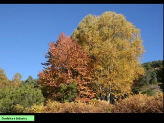 Santuario das Cadeiras (Pinol) sobre a
beira da penichaira no canón do Sil.
As principais actividades son a agricultura, industrias relacionadas co agro (adegas) e os
servizos. Nos socalcos do val do Sil e do Cabe cultívanse viñedo acollidos á Denomización de
Orixe Protexida Ribeira Sacra. Varias parroquias (Doade, Amandi, Lobios, Pinol, Santiorxo,
Bolmente e parte das de San Martiño e Santo Estevo de Anllo) forman a subzona Amandi,
onde se cultivan unhas 200 ha de viñedo.
No Domingo de Ramos celébrase a Feira do Viño de Amandi en Sober.
É un concello dunha grande riqueza natural e paisaxística. Parte do territorio está protexido
nos LICs “Canón do Miño” e “Río Cabe”.
Olería de Gundivós.
En Gundivós e outros lugares de Sober mantense
viva a tradición dos oleiros ou cacharreiros que
elaboran pezas de barro con finalidade utilitaria
entre as que chaman a atención, por ser únicas,
as destinadas a conter viño, que levan un
tratamento interior con resina que se quenta ao
lume e dalles unha característica cor negra.Amboa para o viño
 