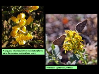 RELEVO
A Depresión de Lemos ou de Monforte, desde a serra da Trapa.
A Depresión de Lemos é unha cubeta de orixe tectónica que forma parte da chaira de Lugo Está situada a unha altitude
media de 300-400 m e rodeada de elevacións de distinta altura.
No territorio da Terra de Lemos podemos atopar un relevo moi variado: serras, depresións,
penichairas e canóns fluviais con paredes escarpadas.
As principais alturas sitúanse no norte e leste. Polo linde coa comarca de Sarria esténsese a
serra das Penas e A Trapa, onde se atopa o cume máis alto, o monte Legua, na confluencia
coa comarca de Quiroga. Ao sur e oeste, pequenas serras de altitudes que non superan os 900
m e caen cara aos Canón do Sil e Miño: Auga Levada, Canteira, San Paio, Ortelle... No interior
da depresión de Monforte atópanse pequenas elevacións como a serra de Moncai, entre
Pobra de Brollón e Monforte.
 