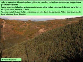 Bolboretas (Syntarucus pirithous)
A carqueixa (Chamaespartium tridentatum) forma
parte dos matos en terreos altos e secos.
 