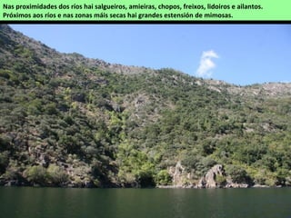 As Canteiras vistas desde o mirador de Cabezoás (Parada de Sil). Unha das vistas máis difundidas do Canón do Sil.
Na beira atópanse os miradoiros coñecidos como a Cividade ou Cotarro 1 e Boqueiriños ou Cotarro 2, na parroquia de
Bolmente (Sober).
AS CANTEIRAS
Macizo granítico situado sobre o canón do Sil, e Sober, na parroquia de Bolmente. Os cumes
acadan 747 e 743 m de altitude. Accedese desde Bolmente.
 