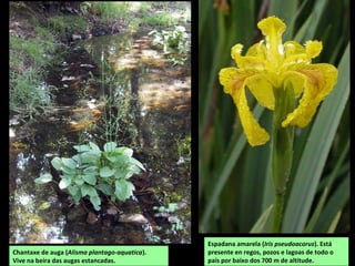Pena Pombeira
MONTES DE SAN PAIO
Esténdense con dirección N-S entre os vales do Miño e Sil, en territorio do concello de Pantón.
Os cumes máis altos son o Pena Pombeira con 709 m e San Paio, con 687 m. Os materiais
dominantes son os granitos.
Accedese pola estrada de Ferreira de Pantón a San Paio e Pombeiro.
 