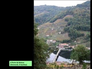 Espadana amarela (Iris pseudoacorus). Está
presente en regos, pozos e lagoas de todo o
país por baixo dos 700 m de altitude.
Chantaxe de auga (Alisma plantago-aquatica).
Vive na beira das augas estancadas.
 