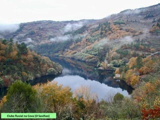O Miño entre O Saviñao e Taboada
Augas abaixo de Belesar e antes de volverse a
encorar en Os Peares o Miño ten un curto
percorrido de augas libres, que nas épocas de seca
se ven moi minguadas pola retención dos encoros.
RÍO MIÑO
Percorre a comarca de Lemos de norte a sur, facendo linde polo oeste coas terras de
Chantada, ata a confluencia co Sil nos Peares,
Forma un val profundo encaixado na penichaira de Chantada. Despois do levantamento do
Macizo Galaico o río tivo que volver escavar o seu antigo álveo no mesmo val polo que corre.
Recolle os pequenos afluentes que baixan das serras do Páramo, As Penas, Ortelle e San Paio:
Sardiñeira, Saviñao, Aguianza, e nos Peares, ao seu principal tributario, o Sil.
Practicamente todo o percorrido está afectado polos encoros de Belesar e Os Peares.
 