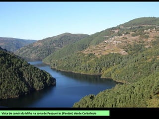 Canón do Miño entre O Saviñao e Chantada
CANÓN DO MIÑO
Zona entre os encoros de Belesar e os Peares. Tramo encaixado do río Miño entre xistos, cuarcitas, gneis...
de 20 km de lonxitude e ata 300 m de profundidade que se formou a finais do Período Terciario ao
elevarse o terreo como consecuencia da Oroxenia Alpina. Está rodeado de chairas, restos da antiga
superficie de erosión de Chantada.
O medio natural está alterado polo encoro dos Peares que cambiou a fisonomía do val do río.
O clima ten características mediterráneas e diferénciase claramente a vexetación das ladeiras expostas ao
sol, nas que se cultivan viñedos, das sombrías, ocupadas por bosques.
As abas dos montes están
cubertas dun mato de
toxos, uces e xestas e
nalgunhas zonas érbedos,
pequenos bosques de
sobreiras, loureiros e
sanguiños. Na beiras dos
ríos e regatos que
desembocan no Miño
consérvanse bosques de
ribeira con amieiras, freixos
e salgueiros. Nas partes
máis altas hai cerquiños e
carballos e nas
proximidades das
poboacións soutos de
castiñeiros.
 