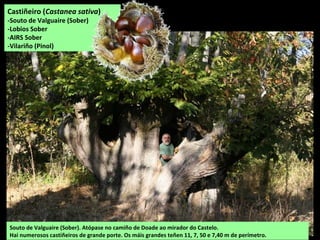 O Cabe en Areas
O Cabe en Canabal
Desembocadura do Cabe no Sil
 