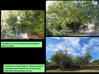 RÍO MAO
Nace na serra do Oribio e pasa polos
concellos de O Incio e Bóveda. Xúntase co
Cabe ao pouco de entrar no de Monforte.
RÍO SAA
Nace na serra da Trapa e percorre terreos do concello
da Pobra de Brollón. Xúntase co Cabe nas
proximidades de Fornelas. Os principais afluentes son
o Lebrón e e o Rubín pola marxe esquerda.
 