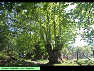 RÍO FERREIRA
Nace nas Lamas de Eiré (Pantón) e xúntase
co Cabe en fronte a Santa Baia (Sober).
RÍO CARABELOS
Nace na Lagoela, preto de Escairón, e
xúntase co Cabe en Canabal.
 