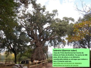 REGO DO REGUEIRO
Nace no monte de San Paio e ten
un curto percorrido con rápidos
e fervenzas ata cair no Sil.
As fervenzas pódense ver ao pé da
estrada dos Peares a Pombeiro
(Pantón).
 