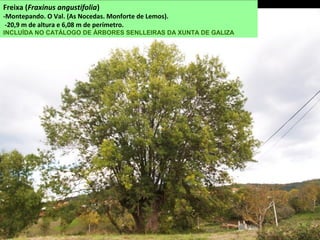 RÍO SARDIÑEIRA
un afluente do Miño que nace na serra das Penas e desemboca no encoro de Belesar nas proximidades de
San Vitorio de Ribas de Miño.
Río Sardiñeira conxelado, na área de lecer de Xuvencos
 