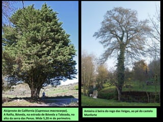 O REGO DE MARCE OU DA AGUIANZA
Nace nos montes de Castillón e desemboca no
Miño formando un profundo canón no último
tramo entre granitos e neis.
Fervenza de Auga Caída
En Marce (Vilar de Ortelle, Pantón).
Salva un desnivel duns 30 m e máis adiante o río
forma varias fervenzas de menos altura e rápidos
rodeados dun bosque autóctono ben conservado e de
dificil acceso pola pendiente pronunciada do canón.
 