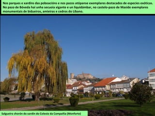 AS ÁRBORES
Fraga nas abas da serra da Trapa
As formacións autótonas máis representadas son as carballeiras nas que hai mesturados
rebolos, sobreiras, érvedos, algúns bidueiros nas zonas máis húmidas e castiñeiros. As
mellores devesas atópanse na serra da Trapa e en Escairón. Arredor das poboacións, en
especial no val do Sil e Miño, hai soutos que se cultivan para aproveitar as castañas onde se
atopan exemplares monumentais.
 