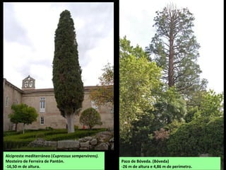 Carballo (Quercus robur)
-Carballeira de Escairón (O Saviñao)
 