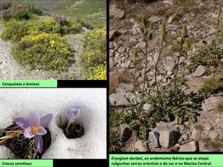 Carqueixas e breixos
Crocus serotinus
Eryngium duriaei, un endemismo ibérico que se atopa
nalgunhas serras orientais e do sur e no Macizo Central.
 