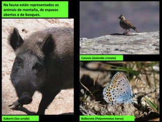 Na fauna están representados os
animais de montaña, de espazos
abertos e de bosques.
Xabarín (Sus scrofa)
Cotovía (Galerida cristata)
Bolboreta (Polyommatus icarus)
 