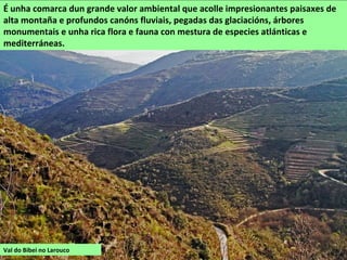 É unha comarca dun grande valor ambiental que acolle impresionantes paisaxes de
alta montaña e profundos canóns fluviais, pegadas das glaciacións, árbores
monumentais e unha rica flora e fauna con mestura de especies atlánticas e
mediterráneas.
Val do Bibei no Larouco
 