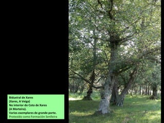 Bidueiral de Xares
(Xares, A Veiga)
No interior do Coto de Xares
(A Morteira).
Varios exemplares de grande porte.
Protexido como Formación Senlleira
 