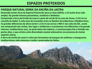 ESPAZOS PROTEXIDOS
PARQUE NATURAL SERRA DA ENCIÑA DA LASTRA
Declarado tamén Zona de Especial Protección para as Aves (ZEPA), e LIC (unha área máis
ampla). De grande interese paisaxístico, ecolóxico e biolóxico.
Comprende a Serra da Enciña da Lastra e parte do val do Sil na zona de Covas, 3.151 ha no
concello de Rubiá. É unha área de transición entre as Rexións Eurosiberiana e Mediterránea.
As grandes diferencias de altura (entre 1.112 m nas serras e 400 m nos vales do Sil) , xunto
coa composición das rochas, dan lugar a ambientes e ecosistemas moi diferentes e de grande
interese: mediterráneo seco, na parte baixa das ladeiras, e centroeuropeo frío e húmido nas
partes altas, o que orixina unha diversidade vexetal sobresaínte con presenza de moitas
especies únicas.
A Serra de Enciña da Lastra é unha das formacións de bosques de aciñeiras e matogueiras
mediterráneas máis extensas e mellor conservadas de Galiza.
 