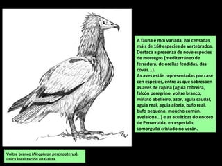 A fauna é moi variada, hai censadas
máis de 160 especies de vertebrados.
Destaca a presenza de nove especies
de morcegos (mediterráneo de
ferradura, de orellas fendidas, das
covas...).
As aves están representadas por case
cen especies, entre as que sobresaen
as aves de rapina (aguia cobreira,
falcón peregrino, voitre branco,
miñato abelleiro, azor, aguia caudal,
aguia real, aguia albela, bufo real,
bufo pequeno, moucho común,
avelaiona...) e as acuáticas do encoro
de Penarrubia, en especial o
somorgullo cristado no verán.
Voitre branco (Neophron percnopterus),
única localización en Galiza.
 