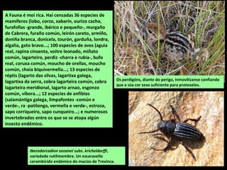 A Fauna é moi rica. Hai censadas 36 especies de
mamíferos (lobo, corzo, xabarín, ourizo cacho,
furafollas -grande, ibérico e pequeño-, murgaño
de Cabrera, furaño común, leirón careto, armiño,
doniña branca, donicela, tourón, garduña, londra,
algalia, gato bravo...; 100 especies de aves (aguia
real, rapina cinsenta, voitre leonado, miñato
común, lagarteiro, perdiz -charra e rubia-, bufo
real, coruxa común, moucho de orellas, moucho
común, choia biquivermella...; 13 especies de
réptis (lagarto das silvas, lagartixa galega,
lagartixa da serra, cobra lagarteira común, cobra
lagarteira meridional, lagarto arnao, esgonzo
común, víbora...; 12 especies de anfibios
(salamántiga galega, limpafontes -común e
verde-, ra -patilonga, vermella e verde-, estroza,
sapo corriqueiro, sapo cunqueiro...; e numerosos
invertebrados entre os que se se atopa algún
insecto endémico.
Iberodorcadion seoanei subs. kricheldorffi,
variedade rutilimembre. Un escaravello
cerambícido endémico do macizo de Trevinca.
Os perdigóns, diante do perigo, inmovilízanse confiando
que a súa cor sexa suficiente para protexelos.
 