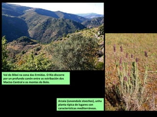 Val do Bibei na zona das Ermidas. O Río discorre
por un profundo canón entre as estribación dos
Macizo Central e os montes do Bolo.
Arzaia (Lavandula stoechas), unha
planta típica de lugares con
características mediterráneas.
 
