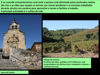Paisaxe de Larouco.
O cultivo das vides, acollidas á D O Valdeorras, está
recuperándose nos últimos anos e axudando a relanzar a
economía da zona.
É un concello eminentemente rural onde a paisaxe está dominada polos profundos canóns
dos ríos e as vides que ocupan os terreos con menos pendente e as encostas traballadas
durante séculos con socalcos para aproveitar o terreo e facititar o traballo.
A principal actividade é o cultivo da vide.
Igrexa de Seadur.
 