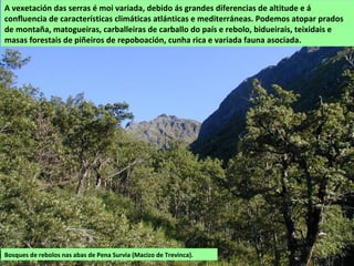 A vexetación das serras é moi variada, debido ás grandes diferencias de altitude e á
confluencia de características climáticas atlánticas e mediterráneas. Podemos atopar prados
de montaña, matogueiras, carballeiras de carballo do país e rebolo, bidueirais, teixidais e
masas forestais de piñeiros de repoboación, cunha rica e variada fauna asociada.
Bosques de rebolos nas abas de Pena Survia (Macizo de Trevinca).
 