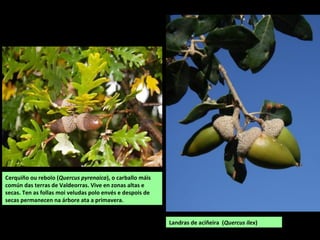 Landras de aciñeira (Quercus ilex)
Cerquiño ou rebolo (Quercus pyrenaica), o carballo máis
común das terras de Valdeorras. Vive en zonas altas e
secas. Ten as follas moi veludas polo envés e despois de
secas permanecen na árbore ata a primavera.
 