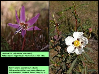 Esteva (Cistus ladanifer) un arbusto
tipicamente mediterráneo que está presente
nas ladeiras da serra que dan ao val do río Sil.
Dente de can (Erytronium dens-canis).
Pódese atopar na primavera nas montañas máis altas.
 