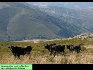 Nas serras críase gando en liberdade.
Vacas caldelás no alto da Pena.a
 