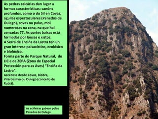 As aciñeiras gabean polos
Penedos de Oulego.
As pedras calcárias dan lugar a
formas características: canóns
profundos, como o do Sil en Covas,
agullas espectaculares (Penedos de
Oulego), covas ou palas, moi
numerosas na zona, na que hai
censadas 77. As partes baixas está
formadas por lousas e xistos.
A Serra de Enciña da Lastra ten un
gran interese paisaxístico, ecolóxico
e biolóxico.
Forma parte do Parque Natural, do
LIC e da ZEPA (Zona de Especial
Protección para as Aves) “Enciña da
Lastra”.
Accédese desde Covas, Biobra,
Vilardesilva ou Oulego (concello de
Rubiá).
 