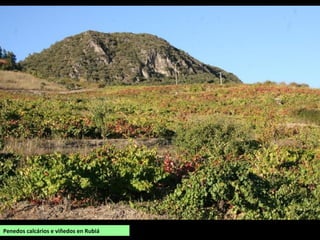 Penedos calcários e viñedos en Rubiá
 
