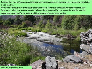 Ponte das Olagas no río Xares
Arredor dos ríos atópanse ecosistemas ben conservados, en especial nos tramos de montaña
e nos canóns.
No val de Valdeorras o río discorre lentamente e favorece o depósito de sedimentos que
forman as rañas, nas que se asenta unha variada vexetación que serve de refuxio a unha
importante poboación de aves acuáticas sedentarias ou invernantes.
 