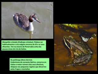 Ra patilonga (Rana iberica).
Endemismo do noroeste Ibérico, conserva en
Galiza o maior número dos seus efectivos,
Atópase nos pequenos regatos que discorren
polas fragas e montañas
Mergullón cristado (Podiceps cristatus). Pódese ver
habitualmente e cría nalgúns encoros do Sil e os seus
afluentes. Ten no encoro de Penarrubia unha das
poucas áreas de cría de Galiza.
 