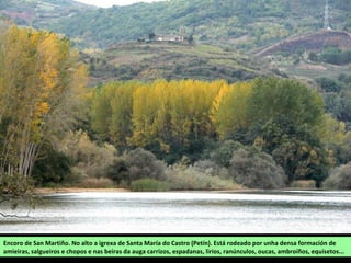 Encoro de San Martiño. No alto a igrexa de Santa María do Castro (Petín). Está rodeado por unha densa formación de
amieiras, salgueiros e chopos e nas beiras da auga carrizos, espadanas, lirios, ranúnculos, oucas, ambroíños, equisetos...
 