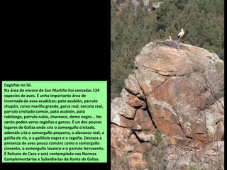 Cegoñas no Sil.
Na área do encoro de San Martiño hai censadas 124
especies de aves. É unha importante área de
invernada de aves acuáticas: pato asubión, parrulo
chupón, corvo mariño grande, garza real, cerceta real,
parrulo crisitado común, pato asubión, pato
rabilongo, parrulo rubio, charneco, demo negro... No
verán poden verse cegoñas e garzas. É un dos poucos
lugares de Galiza onde cría o somorgullo cristado,
ademáis cría o somorgullo pequeno, o alavanco real, a
galiña de río, e a galiñola negra e a cegoña. Destaca a
presenza de aves pouco comúns como o somorgullo
cincento, o somorgullo lavanco e o parrulo ferruxento.
É Refuxio de Caza e está contemplado nas Normas
Complementarias e Subsidiarias da Xunta de Galiza.
 