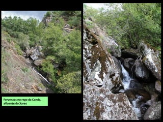Fervenzas no rego da Canda,
afluente do Xares
 