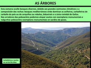 AS ÁRBORES
Carballeiras e soutos
no val do Rio Mao
Esta comarca acolle bosques diversos, debido aos grandes contrastes climáticos e a
composición das rochas: bosques mediterráneos onde dominan as aciñeiras, carballeiras de
carballo do pais ou de cerquiños ou rebolos, bidueirais e o único teixidal de Galiza.
Nos arredores das poboacións podemos atopar soutos con exemplares monumentais e
nalgunhas poboacións exemplares monumentais en xardíns de pazos.
 