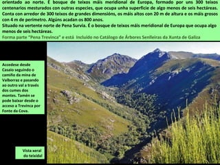 Vista xeral
do teixidal
orientado ao norte. É bosque de teixos máis meridional de Europa, formado por uns 300 teixos
centenarios mesturados con outras especies, que ocupa unha superficie de algo menos de seis hectáreas.
Conta con arredor de 300 teixos de grandes dimensións, os máis altos con 20 m de altura e os máis grosos
con 4 m de perímetro. Algúns acadan os 800 anos.
Situado na vertente norte de Pena Survia. É o bosque de teixos máis meridional de Europa que ocupa algo
menos de seis hectáreas.
Forma parte “Pena Trevinca” e está Incluído no Catálogo de Árbores Senlleiras da Xunta de Galiza
Accedese desde
Casaio seguindo o
camiño da mina de
Valborraz e pasando
ao outro val a través
dos cumes dos
montes. Tamén se
pode baixar desde o
acceso a Trevinca por
Fonte da Cova.
 