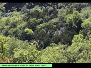 Os teixos destacan entre as cores das árbores de folla caediza
 