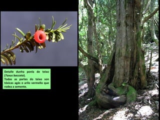 Detalle dunha ponla de teixo
(Taxus baccata).
Todas as partes do teixo son
tóxicas agás o arilo vermello que
rodea a semente.
 