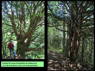 Teixidal de Casaio (Carballeda de Valdeorras)
-15 e 18 m de altura e de 3 a 4 m de perímetro
 