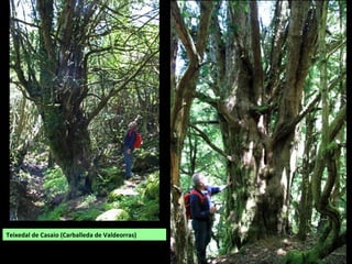 Teixedal de Casaio (Carballeda de Valdeorras)
 