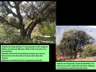 Aciñeira de Cobas (Rubiá). É a máis grande e máis antiga de
Galiza, con perto de 400 anos. Mide 17,50 m de alto e 6 m
de perímetro.
Segundo unha lenda local debaixo da pedra que está na
base do toro hai enterrado un tesouro do tempo dos
mouros.
Atópase na entrada de Covas á esquerda da estrada.
Aciñeira de Foiogrande. Casaio (Carballeda). Ten
máis de cen anos e mide 18 m de altura. Atópase
en Casaiosuso, na parte baixa das casas.
 